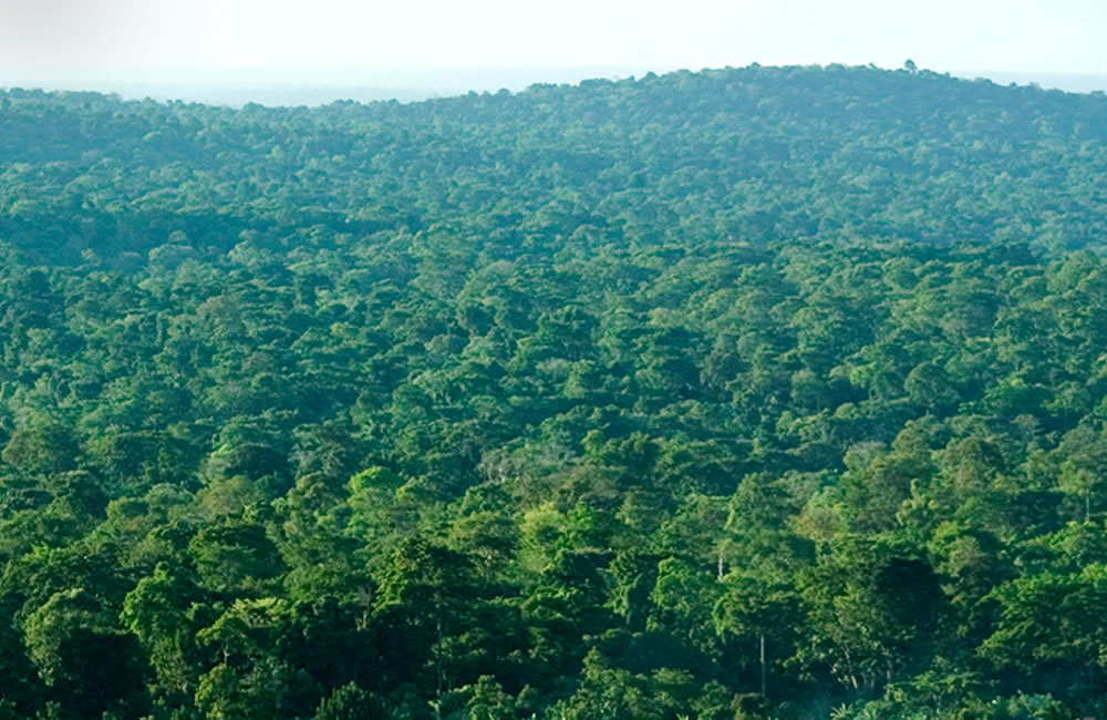 Mabira Forest: Ugandans Wake Up to the Cost Of Disappearing Forests in Uganda Mabira Forest