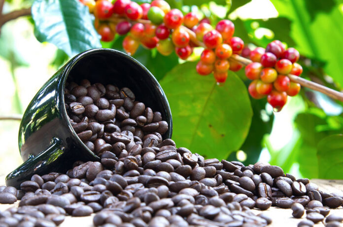 Uganda Coffee