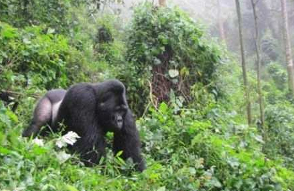 Uganda’s Mountain Gorillas, A Species So Hard Not To Love Bwindi Silverback Gorilla
