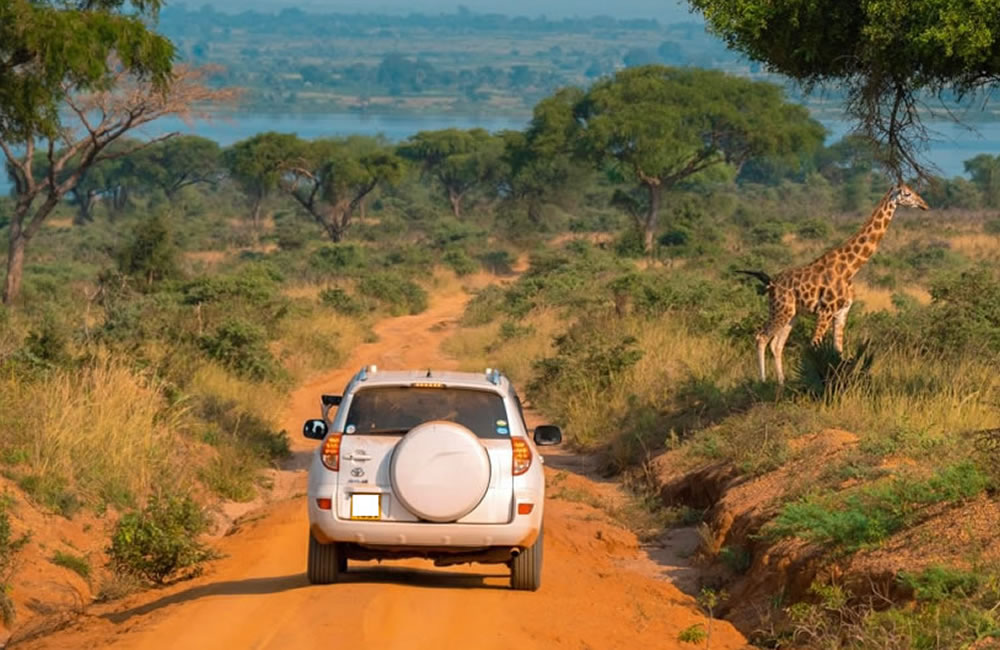 5 Simple Techniques to Make You a Better Driver in Uganda Game Drive Uganda