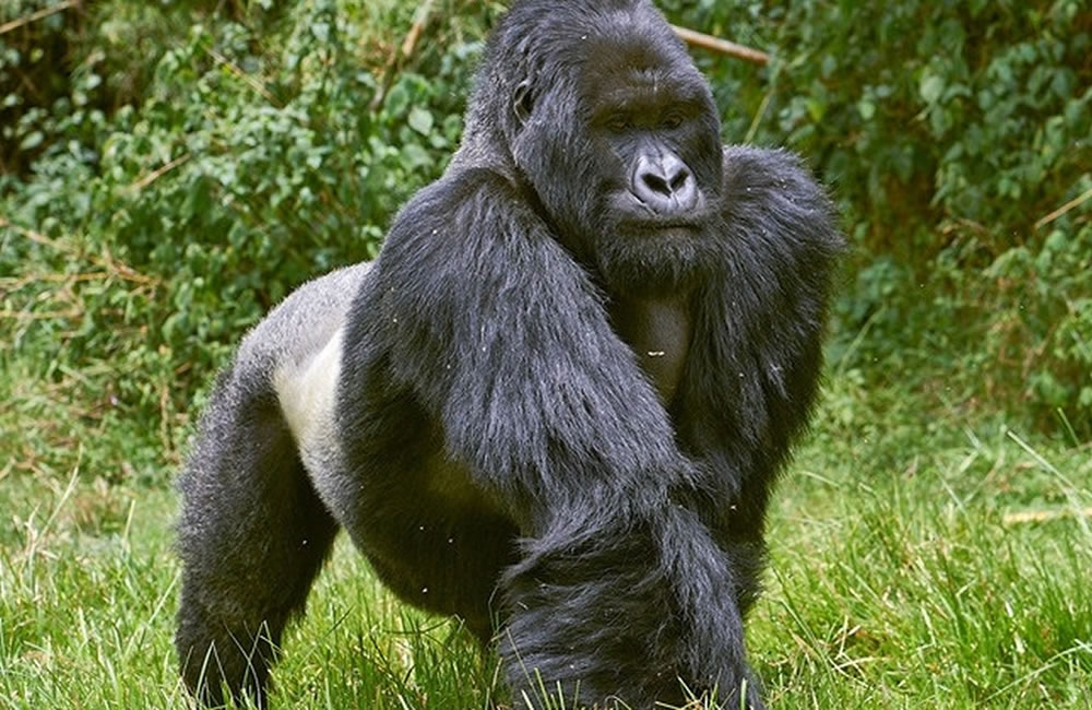 The Less Known Mountain Gorillas of Mgahinga Volcanoes Mgahinga Silverback Gorilla