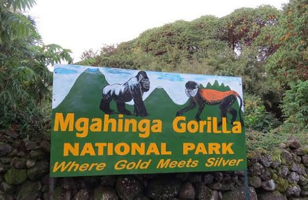 Guide to Gorilla Trekking in Mgahinga National Park Mgahinga National Park