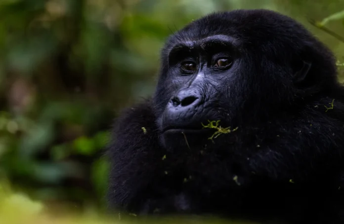 Bwindi Ape Project