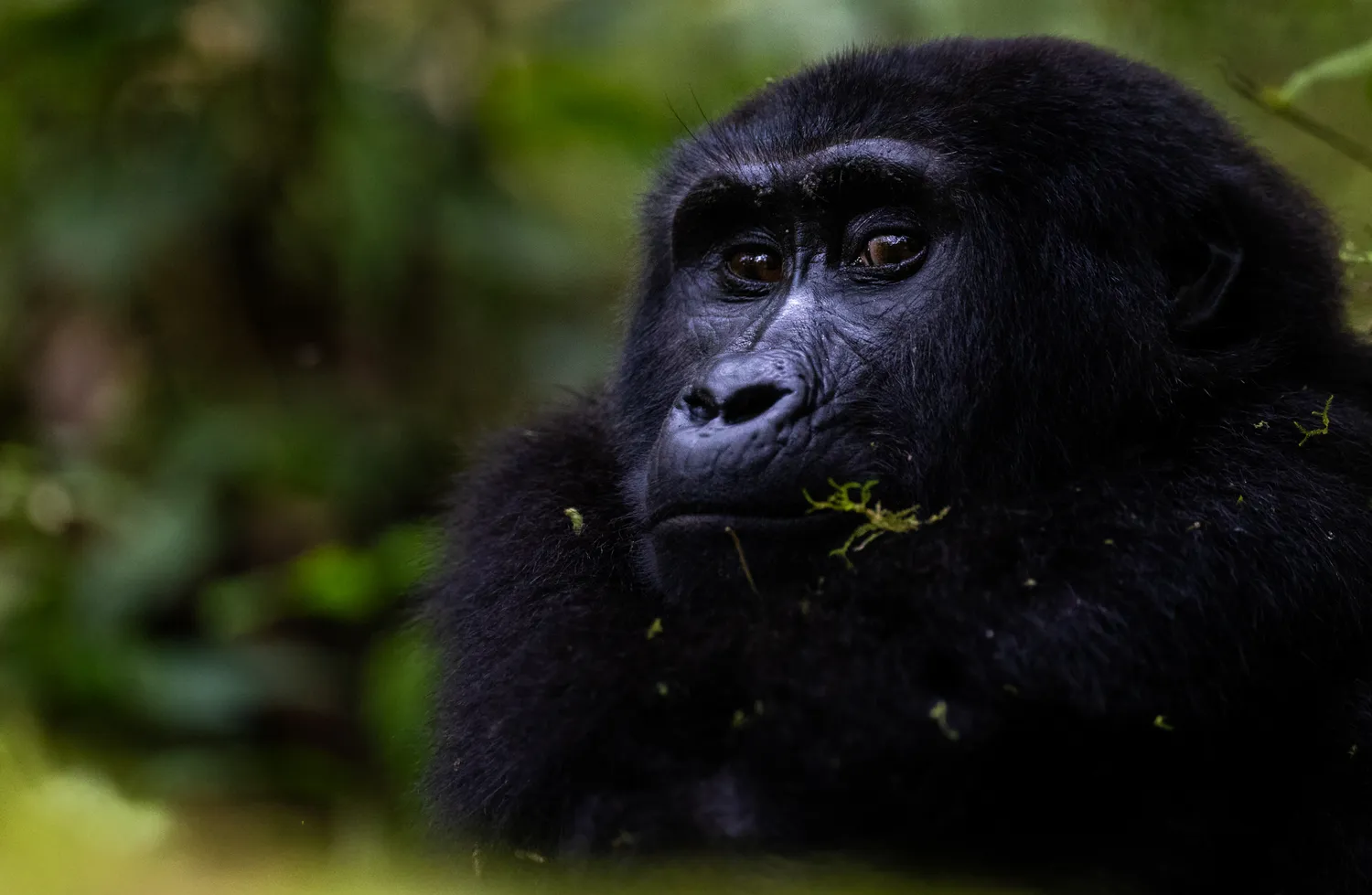 Uganda Wildlife: 25 Amazing Animals to See in Uganda Bwindi Ape Project