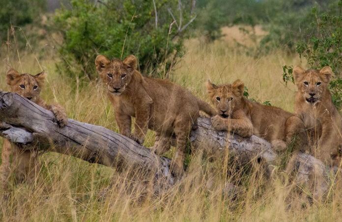 Tree Climbing Lions