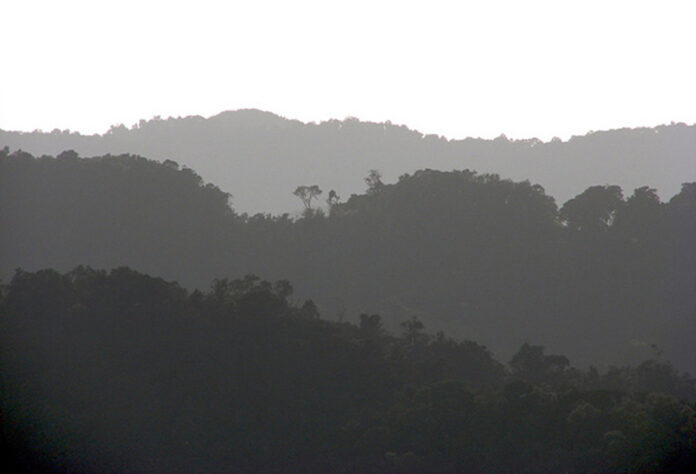 Uganda Forest