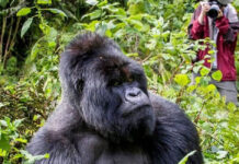 Gorilla Trekking: My Ugandan Adventure Gorilla Trekking Trip
