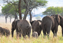Uganda’s Abundant Wildlife Uganda Wildlife Safari