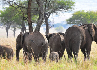 Uganda’s Abundant Wildlife Uganda Wildlife Safari