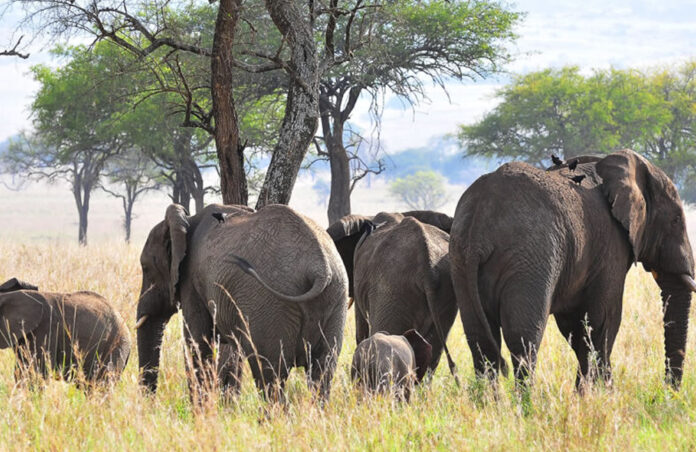 uganda-wildlife-safari Uganda Wildlife Safari